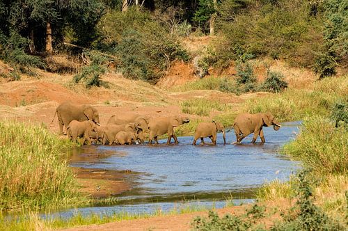 Afrikanischer Elefant