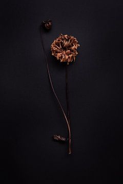 composition of solitary dahlia by Karel Ham