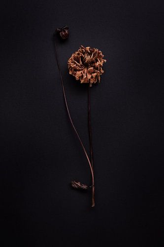 composition of solitary dahlia