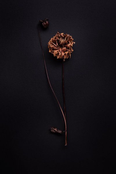 composition of solitary dahlia by Karel Ham