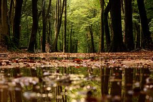 Speulder Wald nach dem Regen
