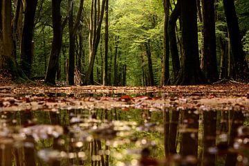 Speulderbos na de regen