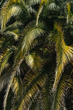 Palm leaves - Spain