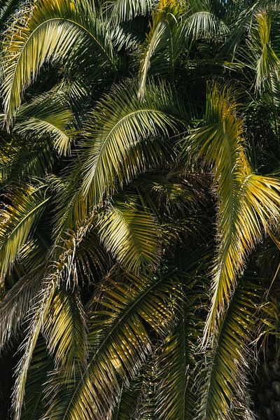 Palmenblätter - Spanien von Sigrid Olschinski auf ArtFrame, Leinwand, Poster und mehr