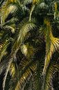 Palm leaves - Spain by Sigrid Olschinski thumbnail
