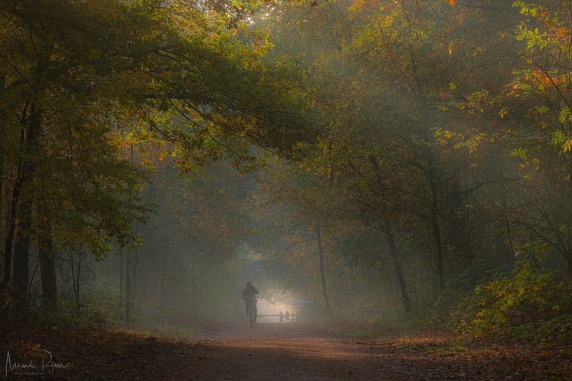 Sonnenstrahlen in den Wäldern von Gorp und Roovert. von Miranda Rijnen Fotografie