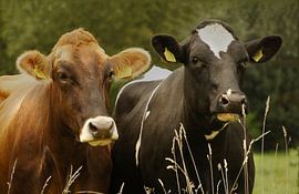 Koeiendag sur C.A. Maas