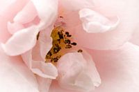 Roze roos "close up"