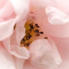 Roze roos "close up" van Henk Fung