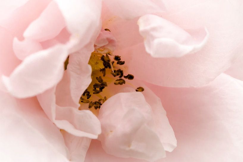 Roze roos "close up" van Henk Fung