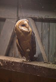 Barn owl by Ruurd Jelle Van der leij