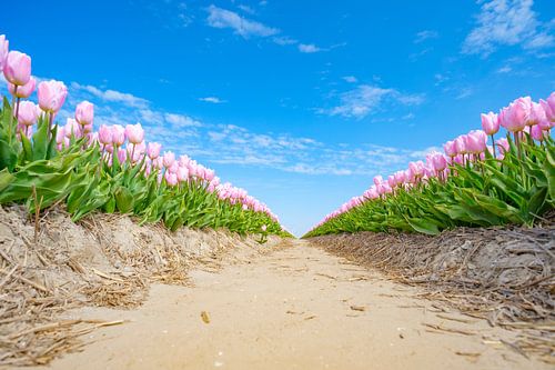 Roze tulpen in een veld tijdens de lente