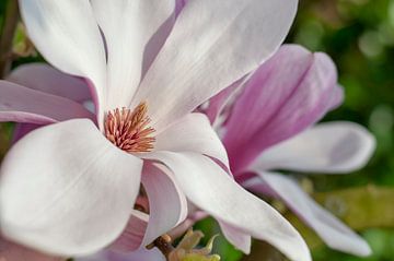 Bloesem bloem van Hanneke van Buuren
