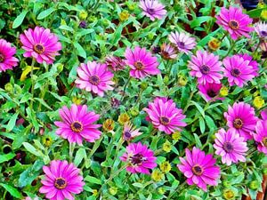 Südafrikanisches Gänseblümchen Osteospermum