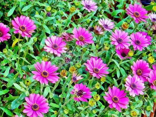 Marguerite d'Afrique du Sud Osteospermum