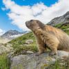 Alpen marmot op te uitkijk van Elles Rijsdijk