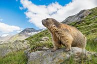 Alpen marmot op te uitkijk by Elles Rijsdijk thumbnail