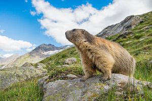 Alpen marmot op te uitkijk von Elles Rijsdijk