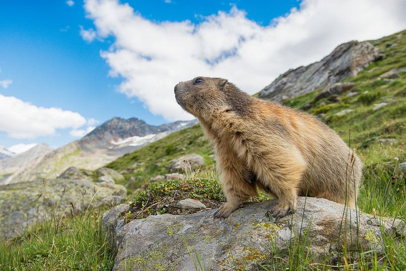 Alpen marmot op te uitkijk by Elles Rijsdijk