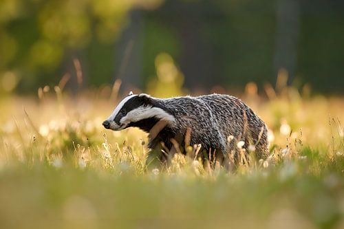 A badger in the morning light