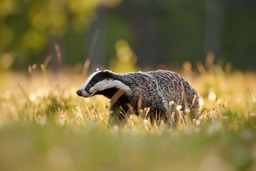 A badger in the morning light by Manuel Weiter