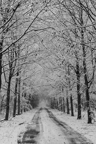 Chemin forestier dans la neige sur Tessa in Focus