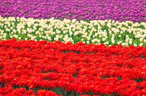 Tulpen in Rot, Weiß und Lila von Sjoerd van der Wal Fotografie