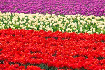 Tulpen in rood wit en paars van Sjoerd van der Wal