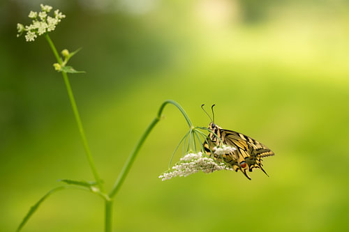 Koninginnenpage (Papilio machaon)