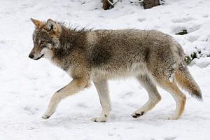 Europäischer Wolf im tiefen Winter