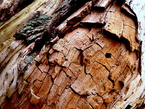 Geheimnisvolle Welt der Bäume (2)