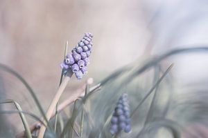 Blumen Teil 372