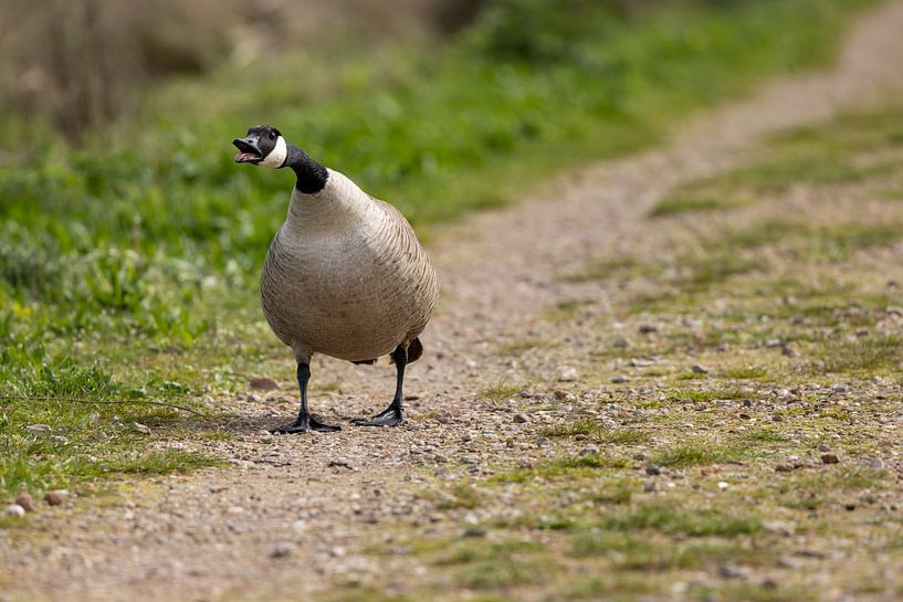 He is fed up with me by Erwin van Eekhout