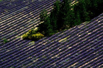 PROVENCE 3 von Miroslav Ptacek
