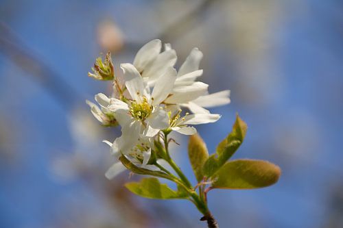 Europees Krenteboompje