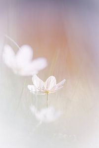 Fièvre de printemps