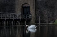 Schwan im Wassergraben von Schloss Loevestein.