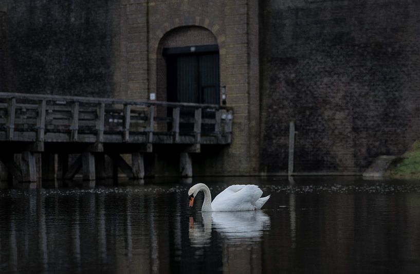 Schwan im Wassergraben von Schloss Loevestein. von Henri Ton