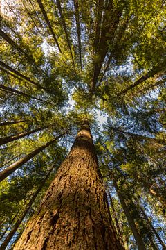 trees canada by Robinotof
