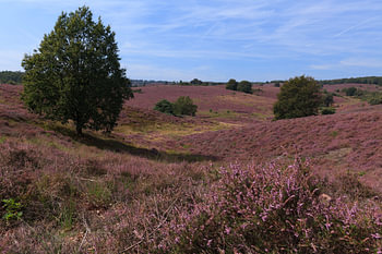 Bruyère fleurie sur la Postbank