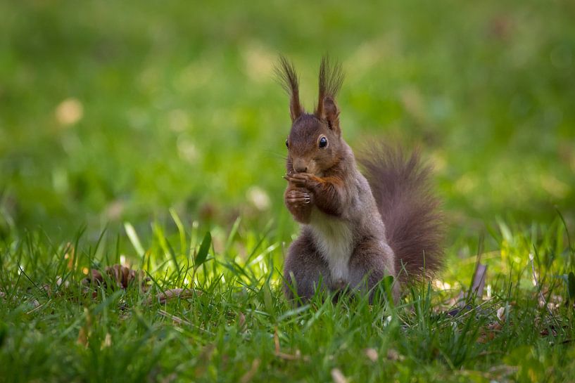 Squirrels in spring by Tobias Luxberg