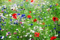 Flowers Field of poppies and cornflowers