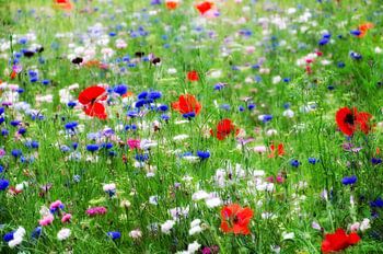 Blumen Mohnfeld und Kornblumen