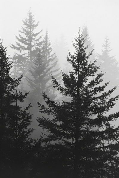 Misty fir trees in the forest by Poster Art Shop