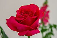 close-up of a bright red beautifully shaped rose