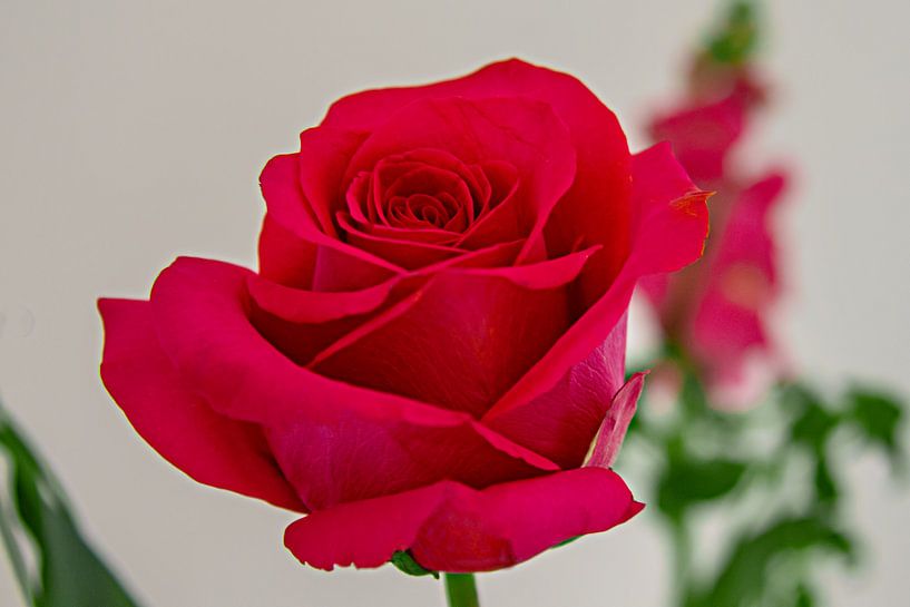 close-up van een felrode fraai gevormde  roos van Rita Phessas