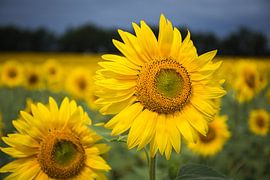 Here I am! by Voorbeeld Fotografie