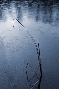 Blauer Wintertraum am zugefrorenen See