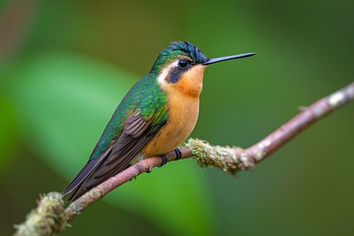Purperkelennymf (Lampornis calolaemus)