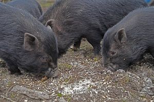 1jährige Minischweine im Garten